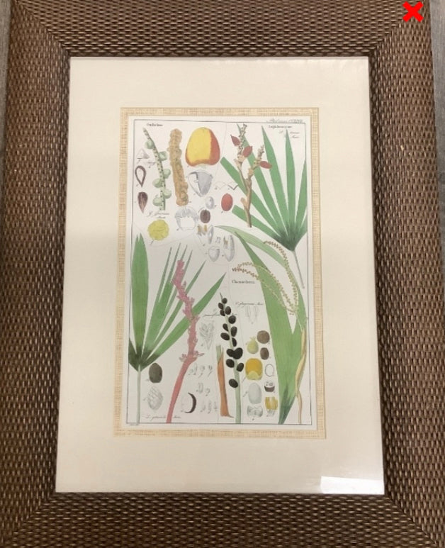 Botanical- FRAMED AND MATTED PRINT UNDER GLASS - Eco Evolution